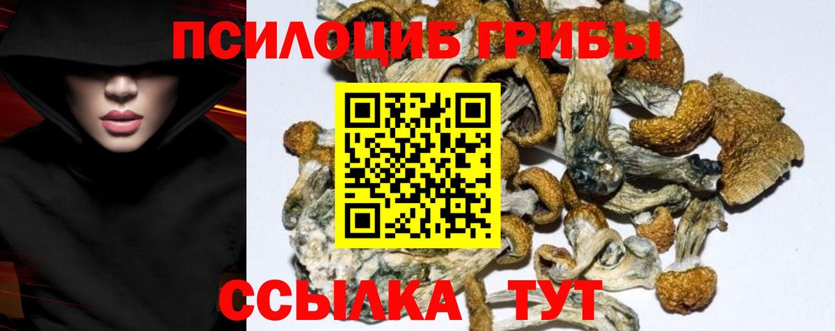 Выборг  Галлюциногенные грибы Psilocybe  Вход с VPN  Псилоцибиновые грибы прущие грибы 